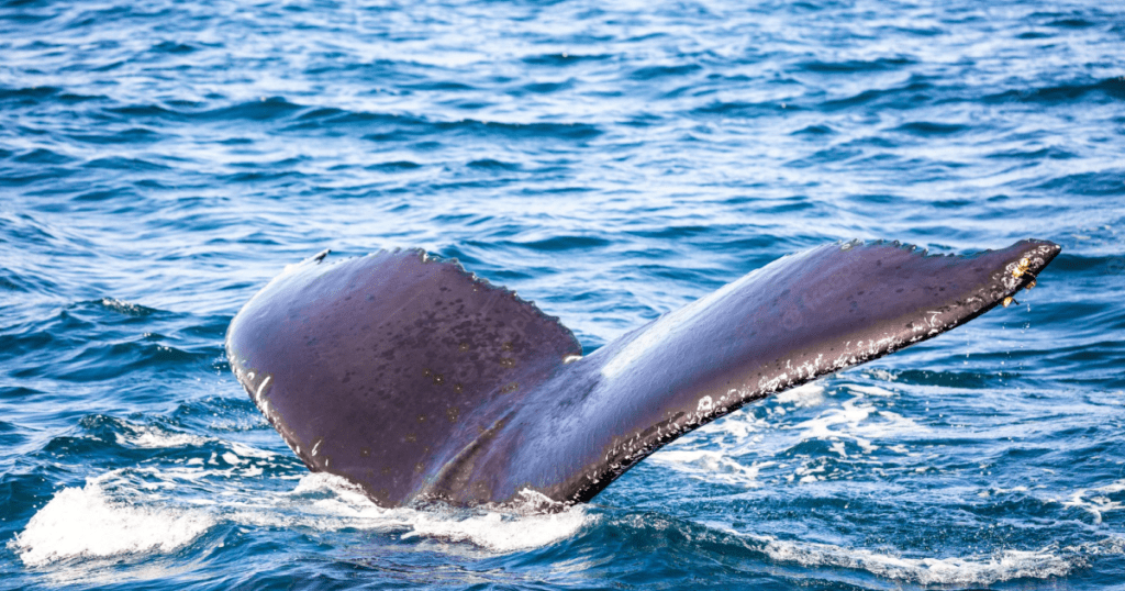 Avistamiento de ballenas en Samaná