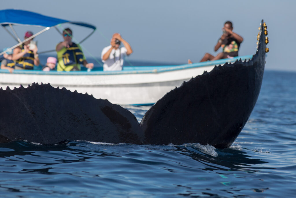 Whale Watching Dominican Republic: Essential Tips